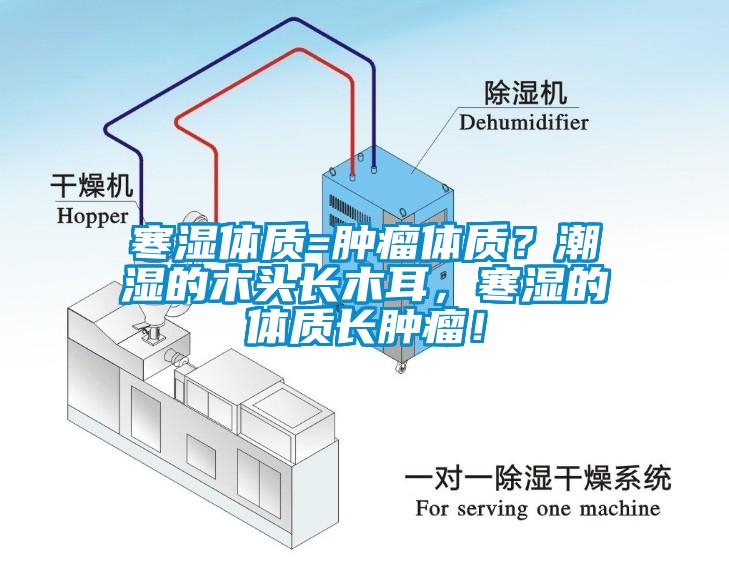 寒濕體質(zhì)=腫瘤體質(zhì)？潮濕的木頭長木耳，寒濕的體質(zhì)長腫瘤！