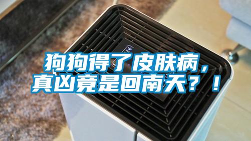 狗狗得了皮膚病，真兇竟是回南天？！